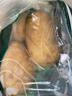 应季新土豆约500g 实拍图