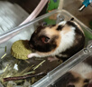 源物派兔子仓鼠荷兰猪提摩西草饼送礼零食草棒磨牙精选高纤维 7个/盒 实拍图