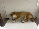 伯纳天纯鸭肉梨冻干三拼全价狗粮中大型犬小型犬成年犬粮10kg/20斤 实拍图