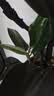 花财主天堂鸟盆栽办公室大型绿植客厅鸭脚木植物家用吸甲醛净化空气好养 橡皮树1.5-1.7m【黑色圆球盆】 实拍图