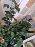 果汁阳台月季花苗四季开花卉盆栽绿植物室内花易活玫瑰带花苞庭院 蓝色阴雨【大花浓香，月月开分枝多】 【带花苞】【盆口径15cm】原盆冠25高35 实拍图