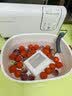 摩飞电器（Morphyrichards）果蔬清洗机 家用双仓有线洗菜机 蔬菜水果分类去农残净化机洗水果神器 MR2061 椰奶白 实拍图