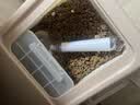网易严选全价冻干双拼紫金烘焙猫粮 成幼猫高鲜肉护肠胃1.5kg 实拍图