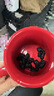 同仁堂品牌北京同仁堂黑桑葚干桑椹干果500g养生搭枸杞泡水非即食中药材 实拍图