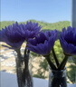 京东鲜花百合8朵向日葵5枝+配草一束鲜切花随机色源头直发 实拍图