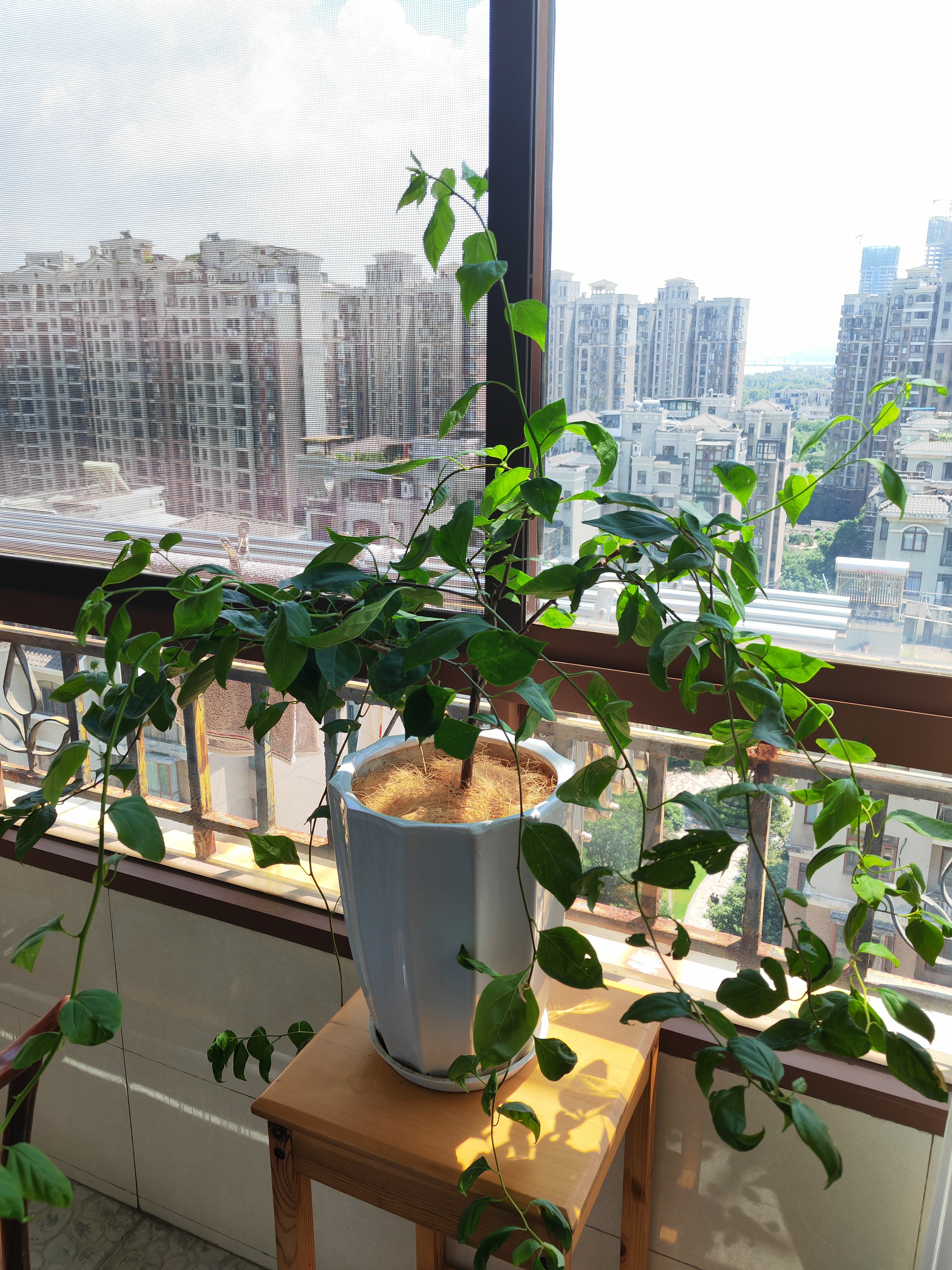 悠梵萌园艺盆栽装饰椰棕丝美化花盆填充物铺面草椰丝铺垫1斤 实拍图