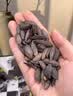 珍田阁黑美人甲南瓜子茶盐长粒茶香椒盐五香黑瓜子特大炒货网红小袋零食 美人甲南瓜籽茶盐味500g*1罐 实拍图