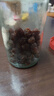 十月稻田 桂圆干 500g 带壳桂圆肉 龙眼肉干 枸杞红枣泡茶八宝粥 零食干货 实拍图