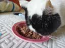 皇家猫粮 波斯成猫粮 P30 通用粮 12月以上  2KG 实拍图