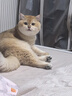 instinct进口猫粮百利无谷鸡全猫幼猫干粮11磅/5kg 效期26年11月1日 实拍图