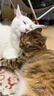 冠能猫粮室内成猫猫粮10kg 全价猫粮 添加膳食纤维 控制毛球 实拍图