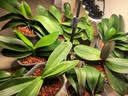 三思植物补光灯仿太阳室内全光谱展翅植物生长灯多肉LED补光灯鱼缸灯 【带调节支架】60W全光谱 实拍图