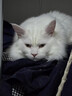 鲜朗低温烘焙猫粮无谷全阶段通用型鲜郎营养高蛋白鸡肉全价猫粮囤货装 烘焙猫粮2kg*4【囤货装】 实拍图