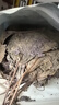 福东海 紫苏叶300g 紫苏叶茶 干紫苏籽子叶 甘草陈皮花草茶泡水养生茶饮 实拍图