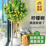 花财主大型盆栽绿植 柠檬树鸭脚木发财树天堂鸟绿植室内客厅大盆栽 S级香水柠檬1.5-1.7米【钻石盆】 含盆 实拍图