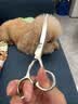 来旺兄弟 宠物美容剪刀猫咪狗狗泰迪金毛修毛理发用品 弯剪下翘剪7英寸 实拍图