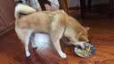 益和狗狗零食狗粮拌饭幼犬成犬全犬期通用营养补充肉松200g 实拍图