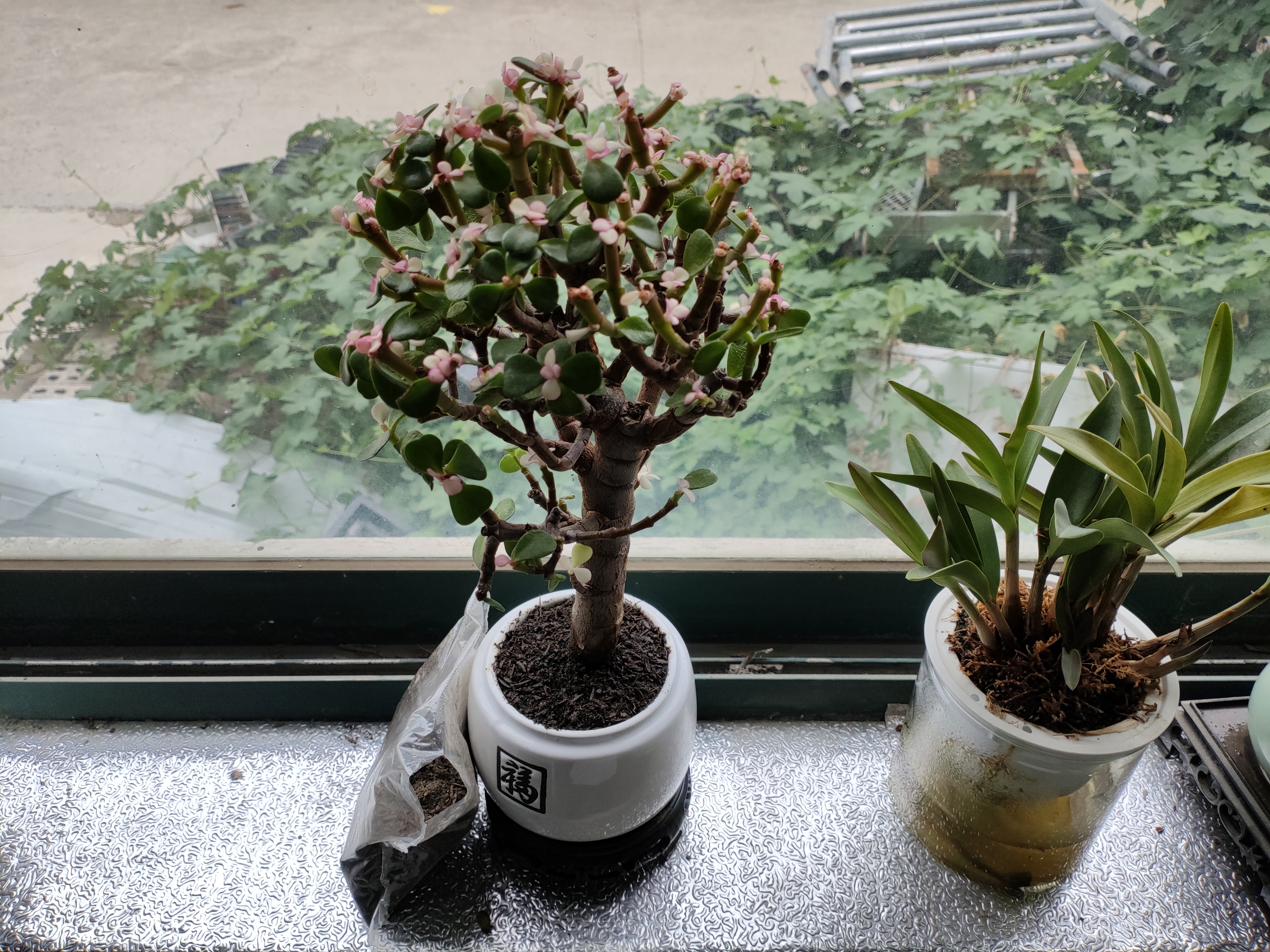盆栽水培多肉植物室内花卉办公老桩绿植净化好养肉肉盆景1 老桩金枝玉叶(独杆棒棒糖形)+白福盆+圆底座 含盆 实拍图