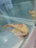 宠翰黄粉鱼药观赏鱼白点净水霉病血鹦鹉锦鲤鱼烂尾水族养鱼用品 实拍图