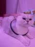 LEGENDSANDY蓝氏 全价猫粮成猫幼猫生骨肉冻干粮 猎鸟乳鸽系列兔肉口味1.5kg 实拍图