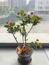 五粮液普五八代 世界杯联名 浓香型白酒 52度500mL双瓶 官方授权  实拍图