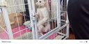 皇家幼猫猫粮 幼猫奶糕K36通用粮离乳期 英短美短布偶幼猫猫咪专用粮 【锁鲜推荐】k36幼猫粮2kg*2袋 实拍图