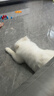 麦德氏IN 宠物鱼油超浓缩卵磷脂680g美毛护肤爆毛狗狗卵磷脂 实拍图