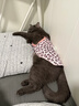 伯纳天纯至酥系列全价高鲜肉营养易消化酥化成猫幼猫粮鸡肉乳鸽1.5kg/包 实拍图