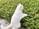 诚实一口P40全价猫粮成猫幼猫室内外80%鲜肉高蛋白益生菌养胃乳鸽味12kg 实拍图