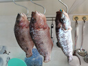 龙王恨鱼饵蓝鲫X5青春版腥香饵江河黑坑野钓鲫鲤草鳊鱼通杀综合钓鱼饵料 南极磷虾粉(共180g/3包) 实拍图