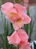 新奇士（Sunkist）澳大利亚蓝标早脐橙7斤礼盒装 单果180g起 新鲜水果礼盒 实拍图