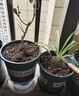 九千谷 园艺工具3件套 迷你小铲子花铲耙子套装种植家庭种菜养花2012 实拍图