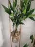 京东绿植驱蚊竹柏水培驱蚊植物盆栽办公室桌面花卉水养办公室绿植源头直发 实拍图