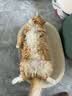 冠能猫粮成猫猫粮三文鱼味7kg 全价猫粮 稳固免疫 适口性强 实拍图