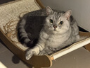 愛肯拿（ACANA）猫粮 海洋盛宴成猫幼猫粮 全价美毛无谷进口鱼肉粮5.4kg效期27/5 实拍图