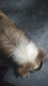 宠德多狗绳狗狗牵引绳遛狗绳胸背带狗链子中大型犬金毛拉布拉多 红色+编织八股绳 M（建议24-46斤） 实拍图