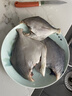 富海锦渤海银鲳鱼净重450g3条平鱼深海鱼烧烤食材烤鱼海鲜鱼类纯鱼肉 实拍图