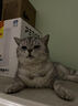 网易严选全价猫粮4.0 宠物主粮成幼猫咪三文鱼食品 深海鱼虾味50g*2 试吃 实拍图