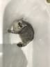 领先成猫主食罐头鸡肉三文鱼主食级零食湿粮85g*24罐（新老款随机发） 实拍图