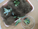 多肉植物精选图片品种发货照图办公室室内阳台桌面图片品种指定品 淡雪+秋丽+香格里拉+盆土 实拍图