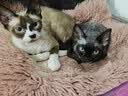 京东京造 豆腐混合猫砂福鼎白茶2.5kg*4 除臭抑菌低尘不粘底强吸水易结团 实拍图