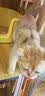 猫条猫零食补充营养味美妙鲜湿粮包猫罐头猫条100支整箱猫咪零食 猫条鸡肉蔓越莓口味【15g*10支】 实拍图