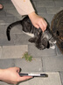 网易严选猫湿粮零食浓汤红肉罐头 金枪鱼虾仁口味85克*24罐 实拍图