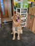 嬉皮狗狗狗牵引绳大型犬胸背带背心式防爆冲遛狗绳子 XL码 建议46-90斤 实拍图