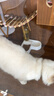 麦富迪猫粮 超肉粒冻干双拼幼猫粮免疫护肠胃 三文鱼10kg/20斤 实拍图