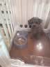 凯锐思 贵宾泰迪狗粮 小型犬粮成幼犬通用型天然奶糕宠物狗粮囤货装 【助益免疫】贵宾幼犬专用 2kg 实拍图
