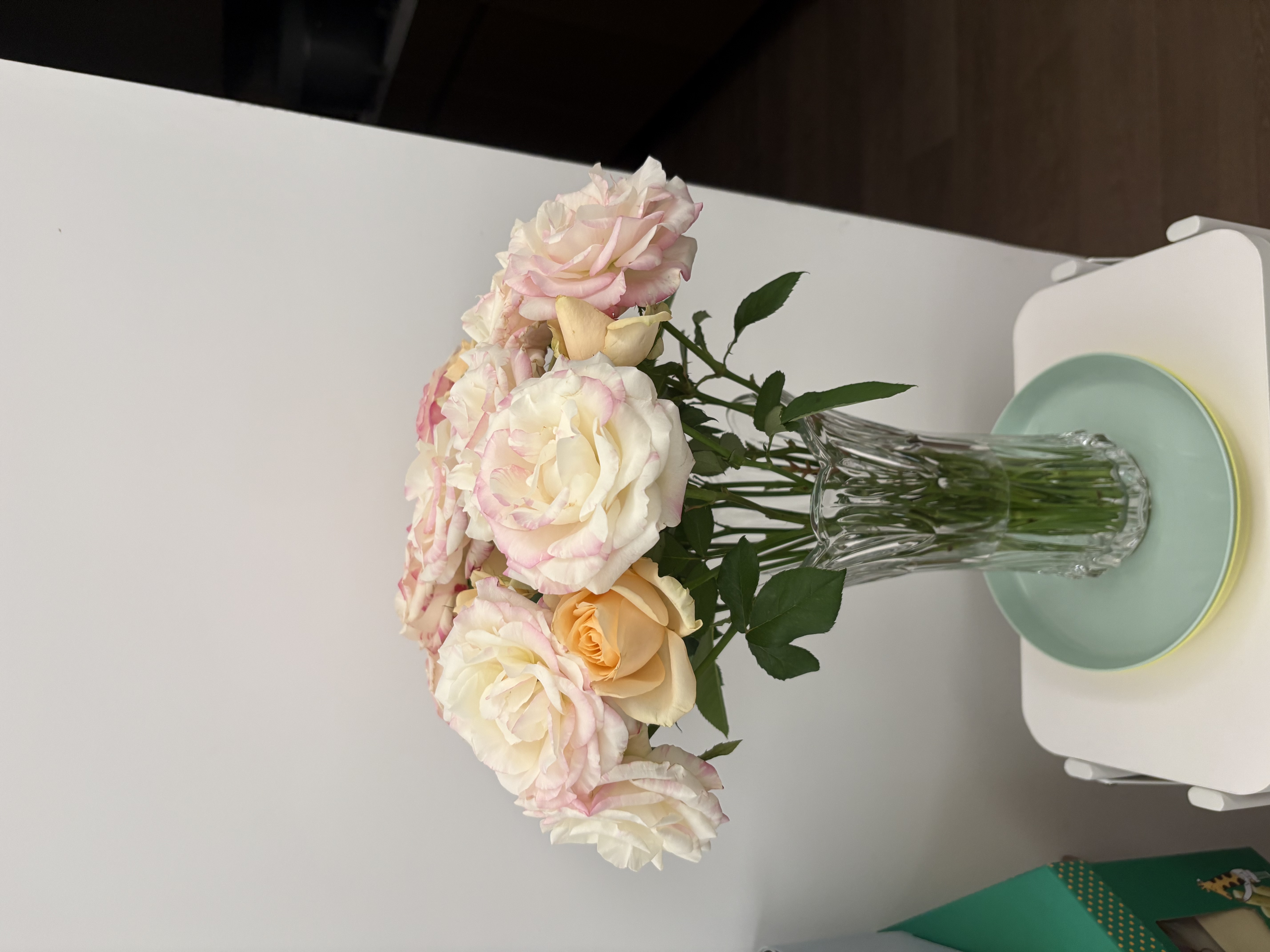 墨斗鱼玻璃花瓶高级感简约插花瓶水培绿植物水培养生态瓶养花生日礼物 实拍图