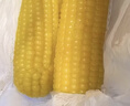 东北农嫂黄糯玉米穗1.32kg约6穗软糯香低脂粗粮出口品质吉林原产 【软糯香】黄糯玉米穗1.32kg 约6穗 实拍图