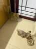 欧恩焙加拿大原装进口无谷小型犬低温烘焙配方全犬粮全阶段成犬幼犬狗粮 兔肉小型犬5磅/2.27kg 实拍图