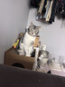 pidan猫砂 豆腐猫砂2.4kg*4包强力吸臭纯猫砂 可冲厕所非膨润土砂 实拍图